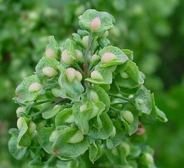 Acedera crispada Acedera crispada