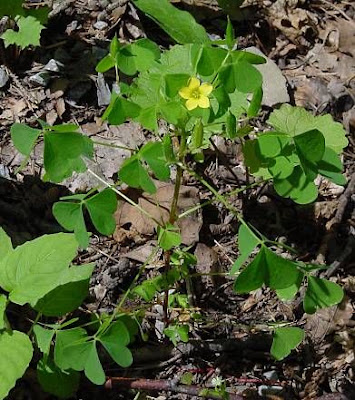 Common yellow oxalis Common yellow oxalis