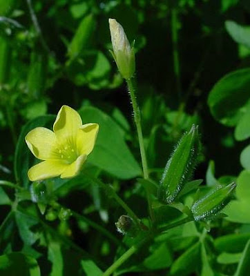 Common yellow oxalis Common yellow oxalis