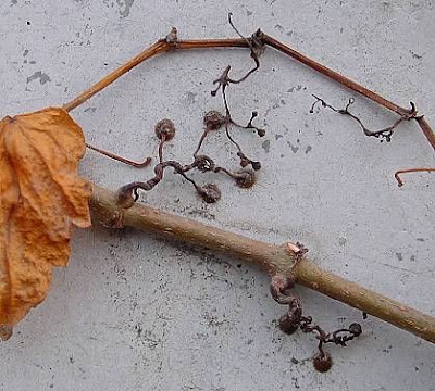 Japanese-ivy