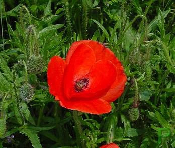 Flanders poppy
