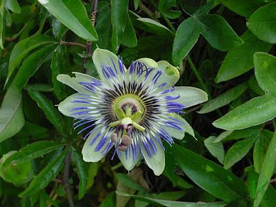 Blaue Passionsblume Blaue Passionsblume
