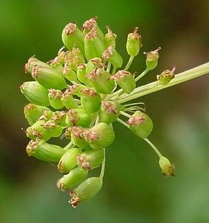 Imperatoria cervaria