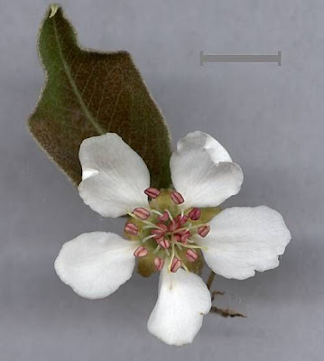 Common pear Common pear