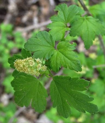 Alpine currant Alpine currant