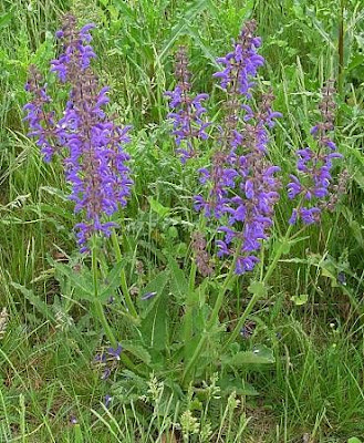 Salvia pratensis L.