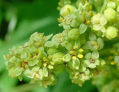 Rhus typhina L.
