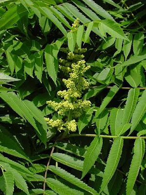 Rhus typhina L.