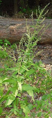 Bloodwort dock Bloodwort dock
