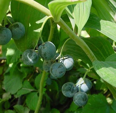 Eurasian Solomon's seal