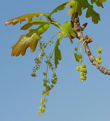 Chêne pédonculé Chêne pédonculé