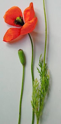 Saat-Mohn