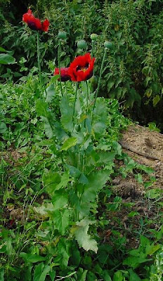 Opium poppy Opium poppy