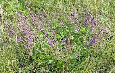 Salvia verticillata L.