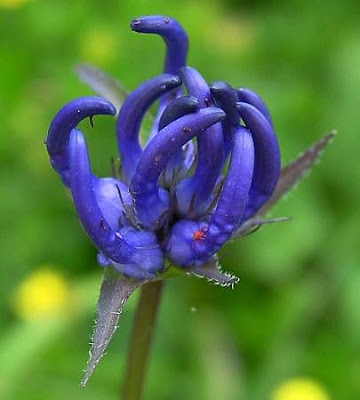 Phyteuma orbiculare L.