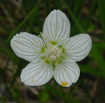 Alaska grass of Parnassus Alaska grass of Parnassus