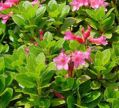 Hairy Alpenrose