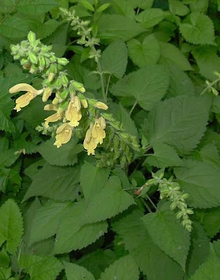 Salvia glutinosa L.
