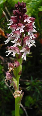 Dwarf Orchid Dwarf Orchid