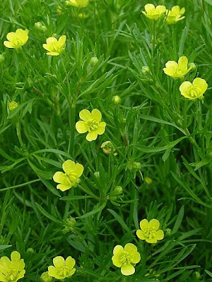 Ranunculus arvensis L.
