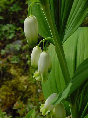 Eurasian Solomon's seal