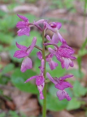 Early purple orchid