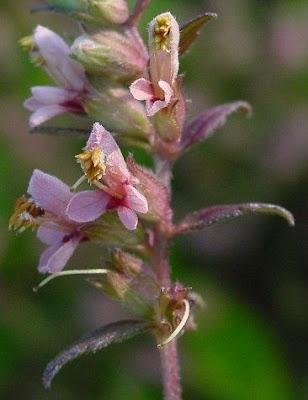 Odontites vulgaris