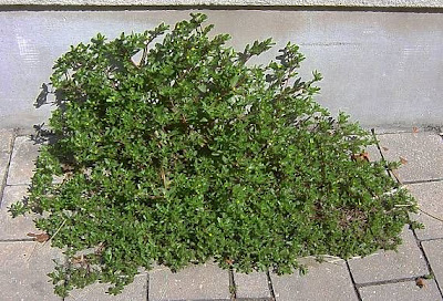 Verdolaga