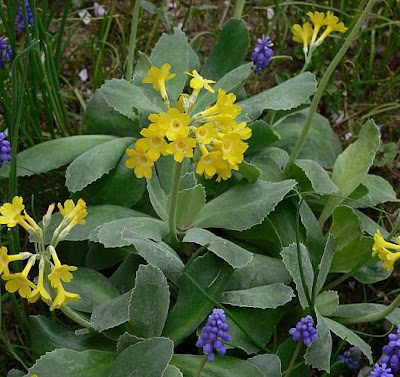 Auricula Auricula
