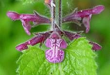 Stachys sylvatica L.