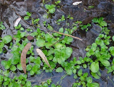 Brooklime Brooklime