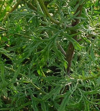 Jacobaea erucifolia,
Senecione serpeggiante