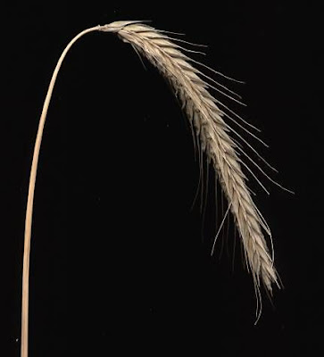Grano germano