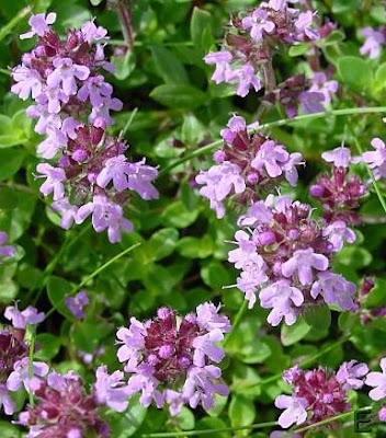 Lemon thyme Lemon thyme