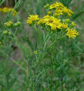 Jacobaea erucifolia,
Senecione serpeggiante