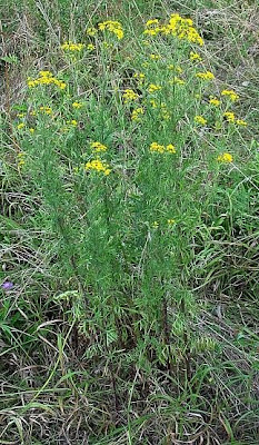 Jacobaea erucifolia,
Senecione serpeggiante