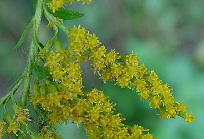 Common goldenrod Common goldenrod
