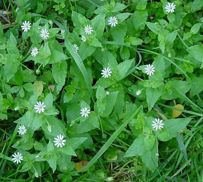 Centocchio acquatico
