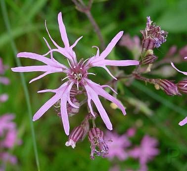 Ragged-robin Ragged-robin