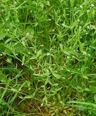 Bog starwort Bog starwort