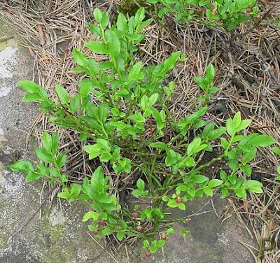 Vaccinium myrtillus,
aojiku-sunoki,
bilberry,
blaeberry,
dwarf bilberry,
Heidelbeere,
hime-usunoki,
Mirtillo nero,
mirtilo,
myrtille,
myrtle blueberry,
myrtle whortleberry,
uva-do-monte,
whinberry,
whortleberry,
Wineberry