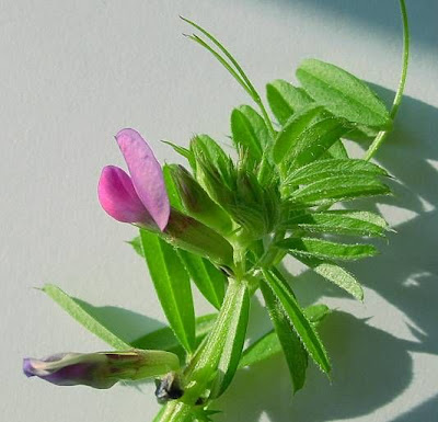 Garden vetch Garden vetch