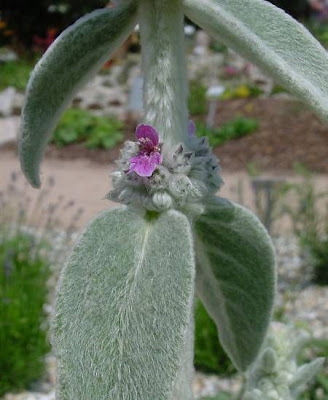 Stachys byzantina Koch