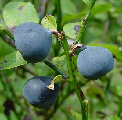 Vaccinium myrtillus,
aojiku-sunoki,
bilberry,
blaeberry,
dwarf bilberry,
Heidelbeere,
hime-usunoki,
Mirtillo nero,
mirtilo,
myrtille,
myrtle blueberry,
myrtle whortleberry,
uva-do-monte,
whinberry,
whortleberry,
Wineberry