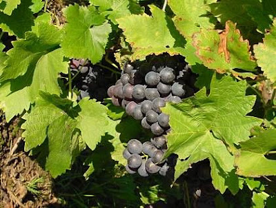 Echter Weinstock