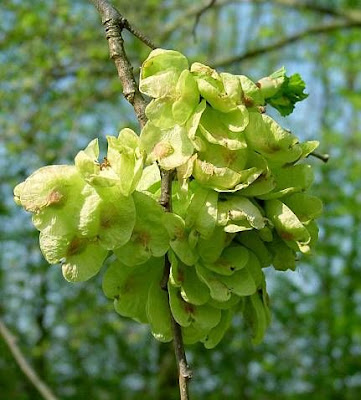 Ulmus minor,
,
European field elm,
Feldulme,
Olmo canescente,
Olmo comune,
orme champ&ecirc;tre,
ormeau,
Smooth Leaved Elm,
smoothleaf elm