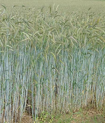 Grano germano