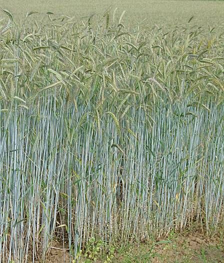 secale cereale