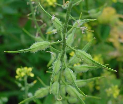 Yellow Mustard Yellow Mustard