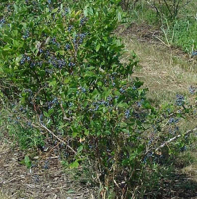 Vaccinium corymbosum,
airelle d'Am&eacute;rique,
American blueberry,
amerikanische Blueberry,
ar&aacute;ndano americano,
blueberry,
highbush blueberry,
swamp blueberry